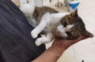 Mitzi (7)
